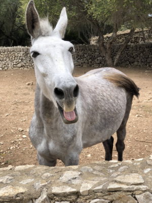 Ein Esel - viele Tiere gehören zur Finca